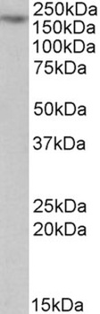 DSP Antibody