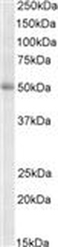 NPC2 Antibody