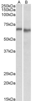 SRGAP2 Antibody