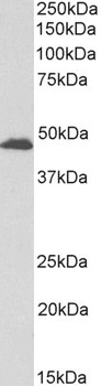 CD80 Antibody