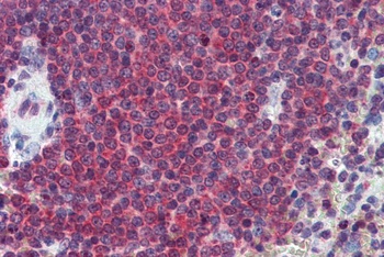SRF Antibody