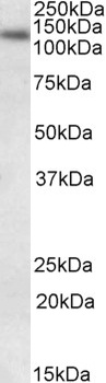 DCN Antibody