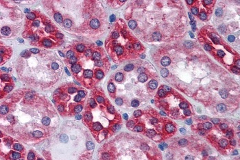 PDPN Antibody