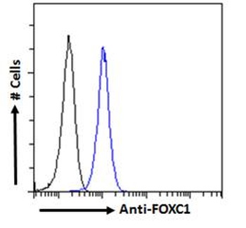 FOXC1 Antibody