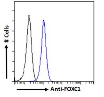 FOXC1 Antibody