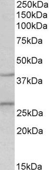 CMA1 Antibody