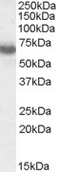 Rab17 Antibody