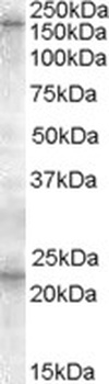 APOBEC3C Antibody