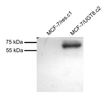 CASP3 Antibody
