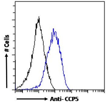CASP3 Antibody