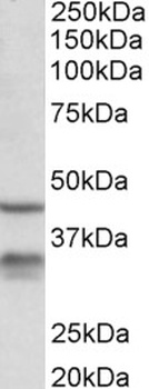 CASP3 Antibody