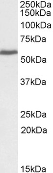 PRPF31 Antibody