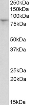 Dennd4c Antibody