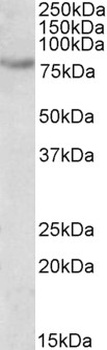 NOX5 Antibody