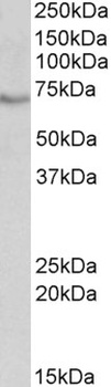 NOX5 Antibody