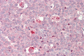 NPAS4 Antibody