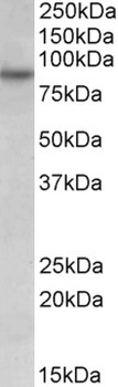 NPAS4 Antibody