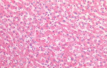GPM6A Antibody