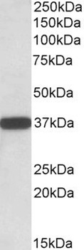 GPM6A Antibody