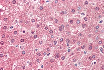 EIF3E Antibody