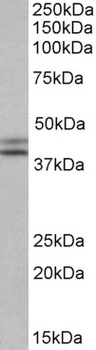 PCBP1 Antibody