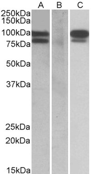 PCBP1 Antibody