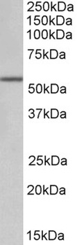 GNB3 Antibody