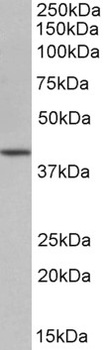 41886 Antibody