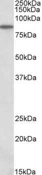 RHCG Antibody