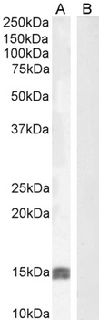 RHCG Antibody