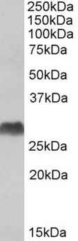 IGF1 Antibody