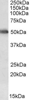 IGF1 Antibody