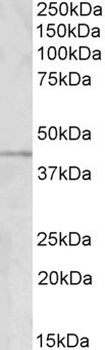 HOXC8 Antibody