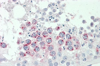 S1PR2 Antibody