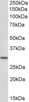 SPINT2 Antibody