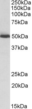 ATXN2 Antibody