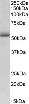 ETFA Antibody