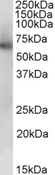 PLA2G4A Antibody