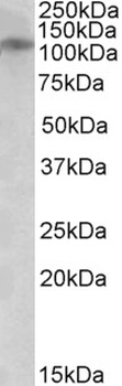 DAG1 Antibody