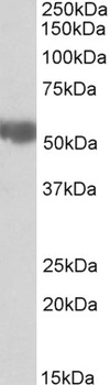 DAG1 Antibody