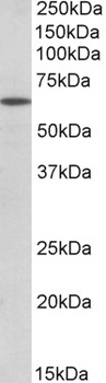 PEX26 Antibody
