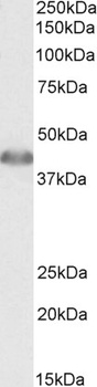 PXMP3 Antibody