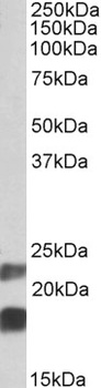 RDH5 Antibody