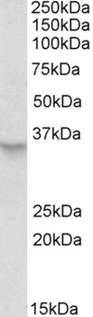 CUL2 Antibody