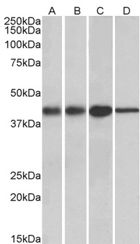 MEIS2 Antibody
