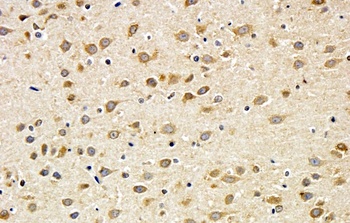 MYB Antibody