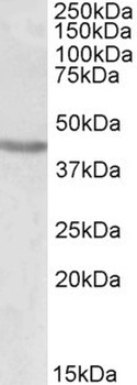 MLLT10 Antibody
