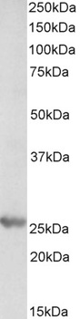 MYF6 Antibody