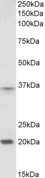 MYOG Antibody