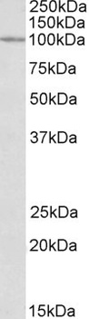 BST2 Antibody